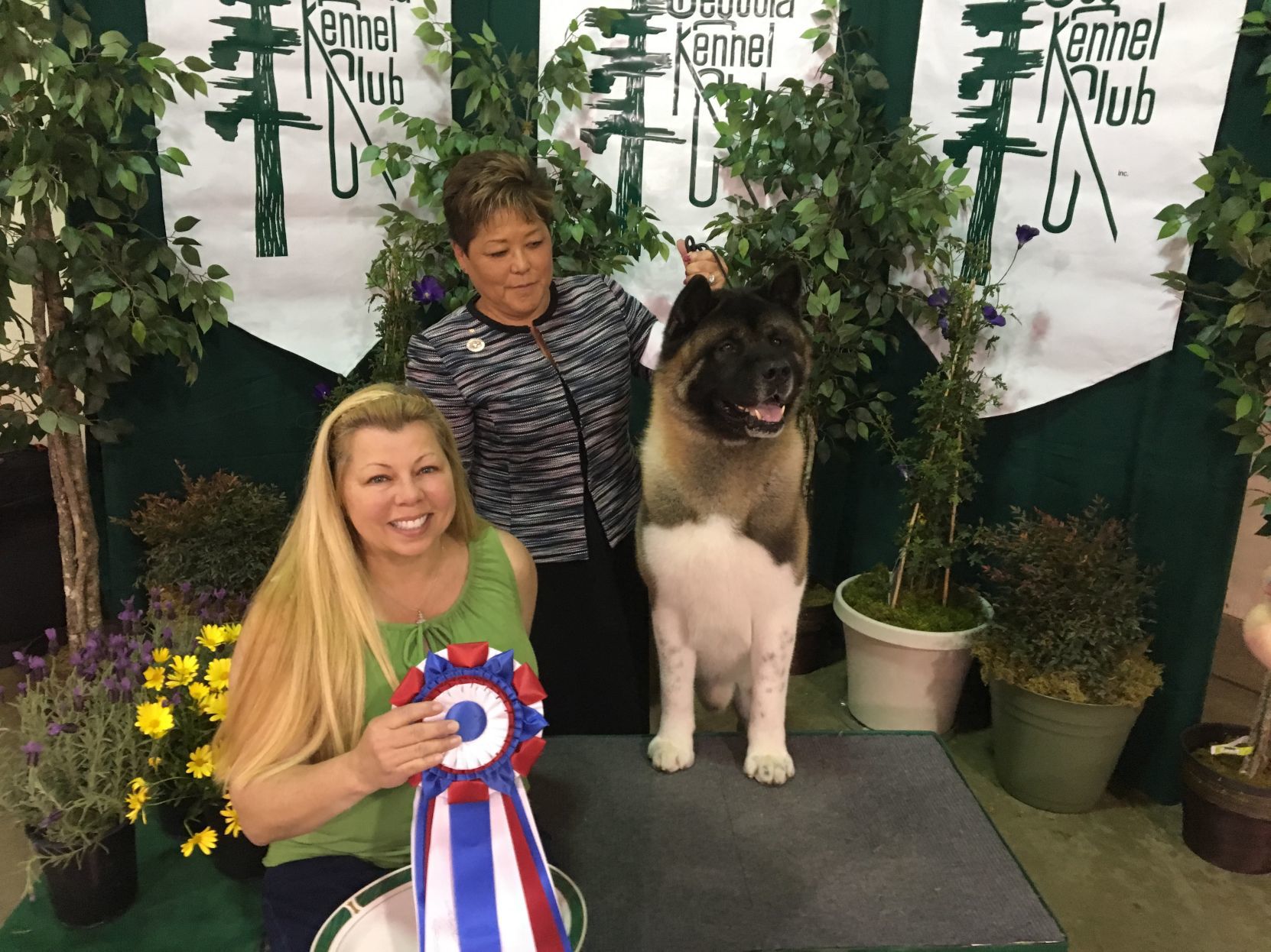 Dog Show - Nik the Akita, Best in Show winner
